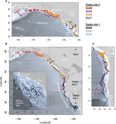 Movements and Diving Behavior of the Eastern North Pacific Offshore Killer Whale (Orcinus orca)